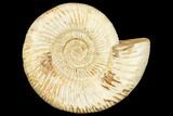 Jurassic Ammonite (Perisphinctes) - Madagascar #126073-1